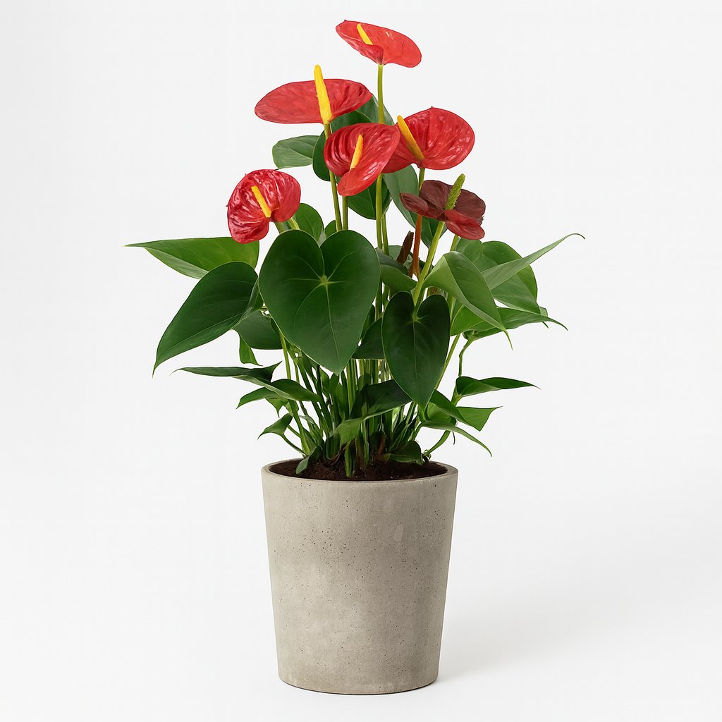 Anthurium Success Red