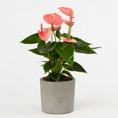 Anthurium Sweet Dream - 35cm