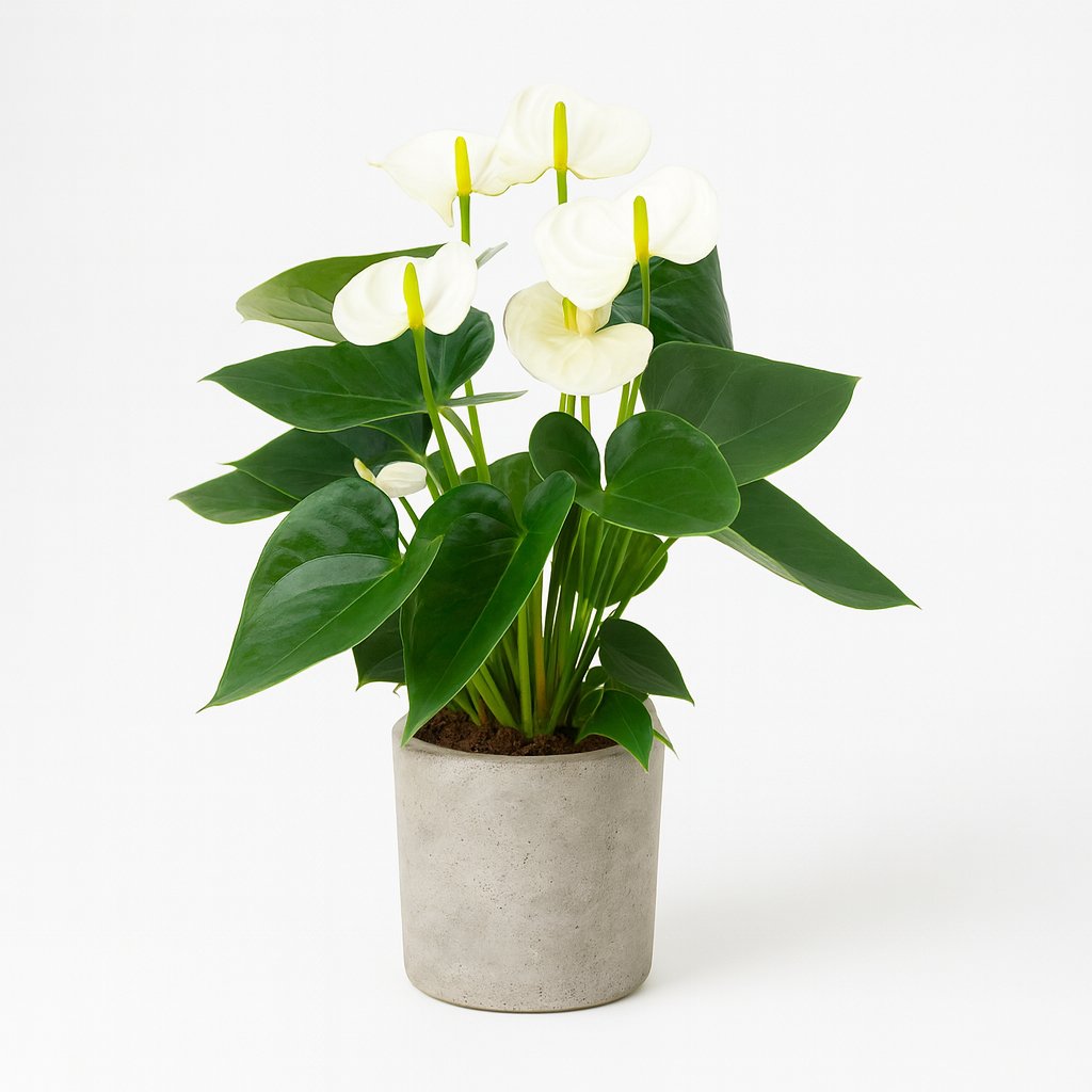 Anthurium White - 43cm