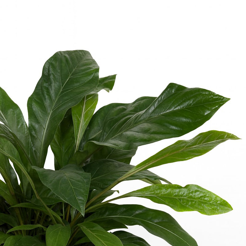 Anthurium Jungle Bush Detail