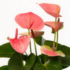 Anthurium Sweet Dream