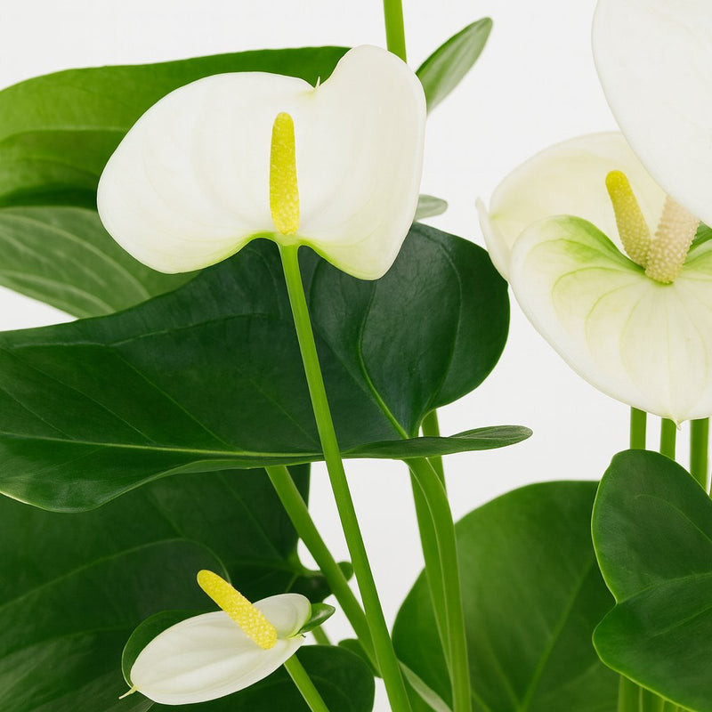 Anthurium White Detail
