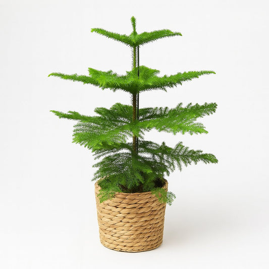 Araucaria Heterophylla - 70cm