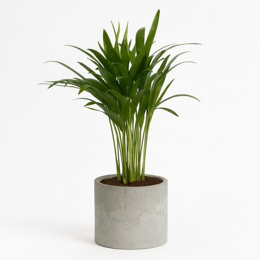Areca Dypsis - 35cm