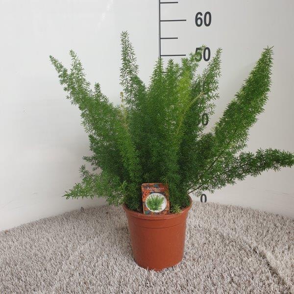 Asparagus Densiflorus Meyeri 50cm im 17cm Topf