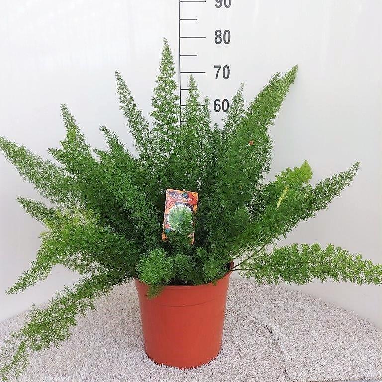 Asparagus Densiflorus Meyeri 60cm im 27cm Topf
