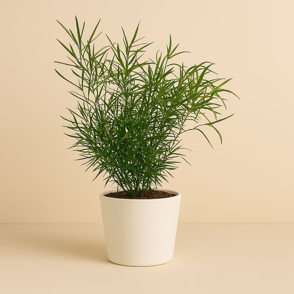 Asparagus Falcatus - 55cm