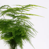 Asparagus Setaceus 28cm im 12cm Topf Nahaufnahme