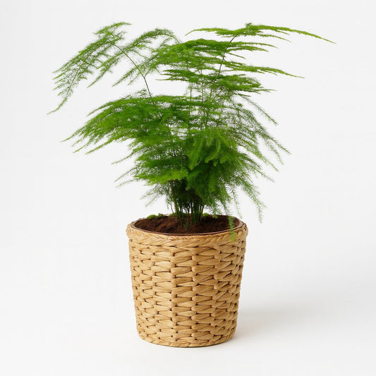 Asparagus Setaceus in einem Topf - Größe:28cm.
