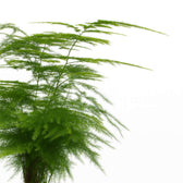 Asparagus Setaceus 35cm im 12cm Topf Nahaufnahme