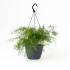 Asparagus Sprengeri hängend - 35cm in einem modernen Studio mit modernem Topf