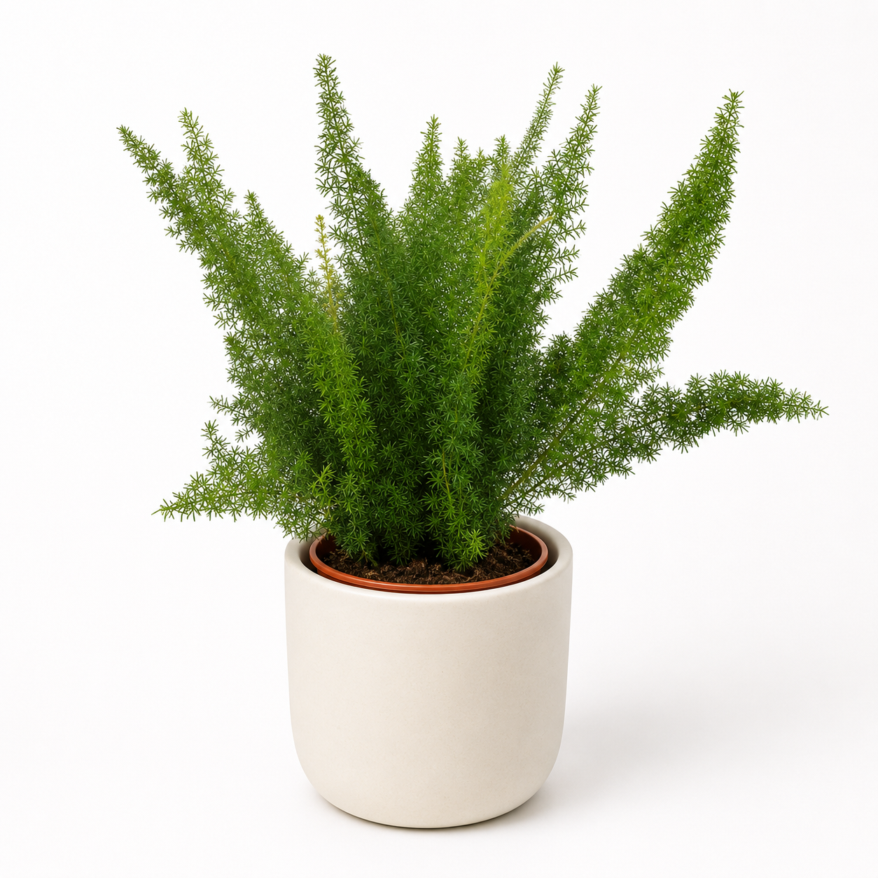 Asparagus Densiflorus Meyeri 50cm im 17cm Topf