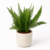 Asparagus Densiflorus Meyeri 50cm im 17cm Topf