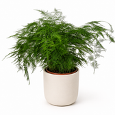 Asparagus Setaceus 70cm im 27cm Topf