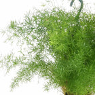Asparagus Sprengeri hängend - 35cm