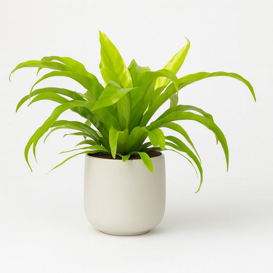 Asplenium Antiquum - 19cm