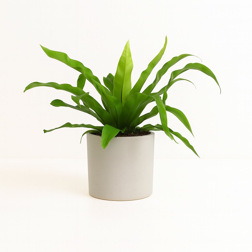 Asplenium Antiquum 25cm im Ø12cm Topf
