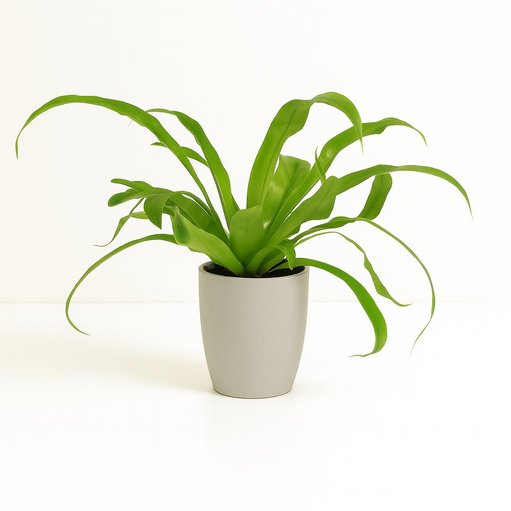 Asplenium Antiquum 30cm im Ø12cm Topf