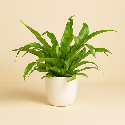 Asplenium Antiquum - 45cm