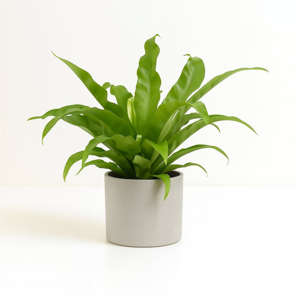 Asplenium Antiquum 45cm im Ø17cm Topf