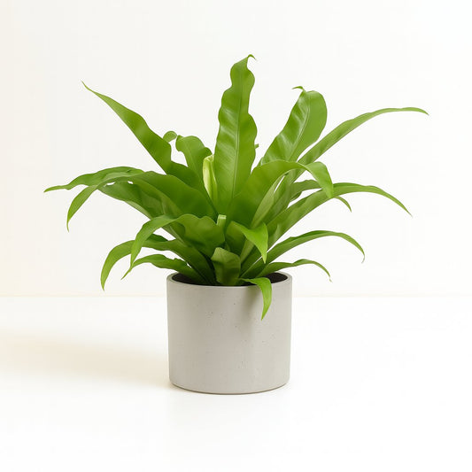 Asplenium Antiquum - 45cm