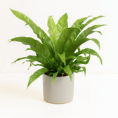 Asplenium Antiquum 60cm im Ø23cm Topf