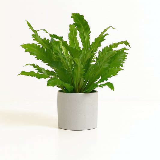 Asplenium Campio - 50cm