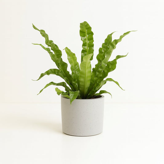 Asplenium Crispy Wave - 25cm