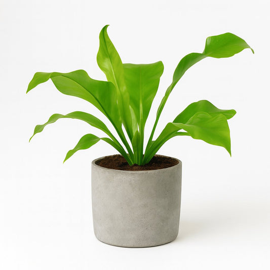 Asplenium Nidus - 35cm