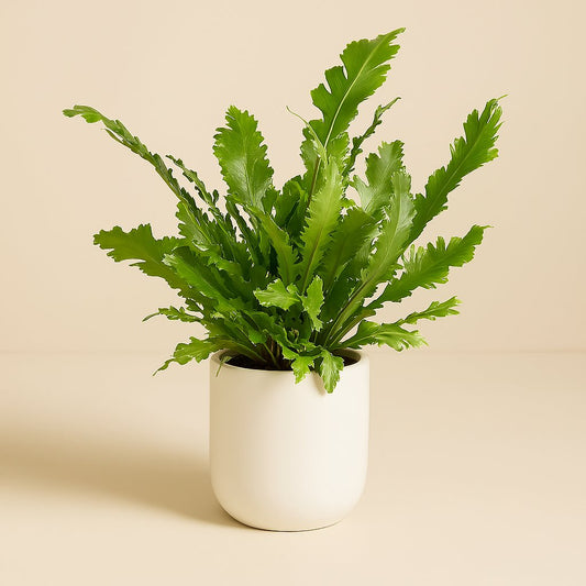 Asplenium Nidus - 45cm