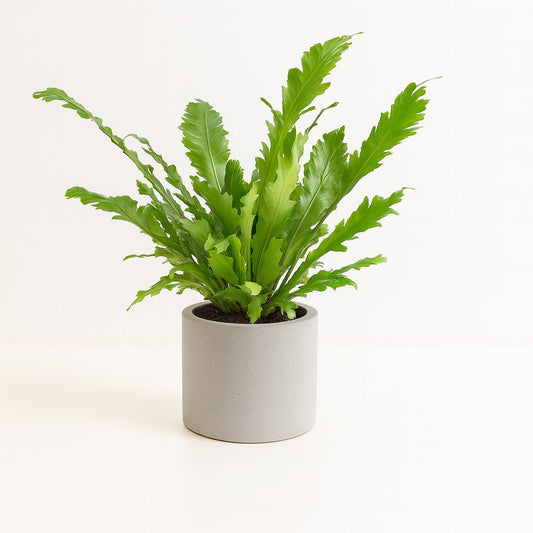 Asplenium Nidus - 45cm