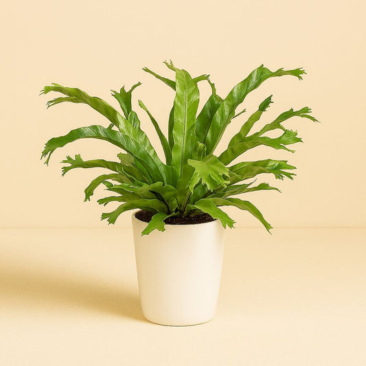 Asplenium Nidus Crissie - 40cm