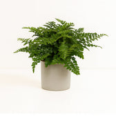 Asplenium Parvati - 25cm im Ø12cm Topf in einem modernen Studio