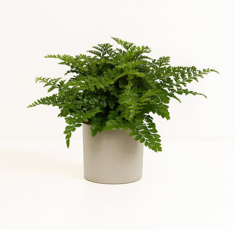 Asplenium Parvati Detail