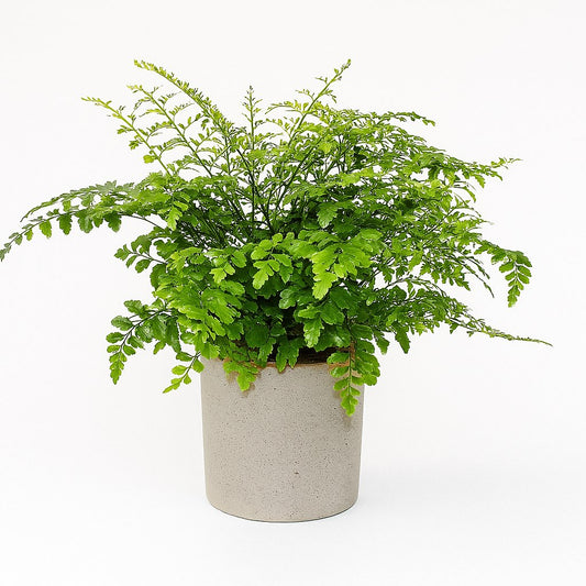 Asplenium Parvati - 30cm