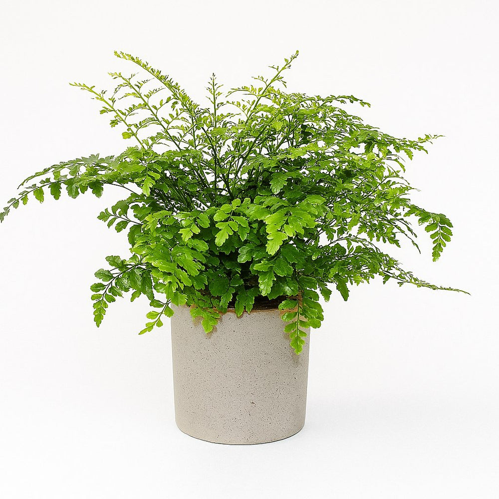 Asplenium Parvati - 30cm im Ø17cm Topf in einem modernen Studio