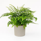 Asplenium Parvati - 30cm im Ø17cm Topf in einem modernen Studio