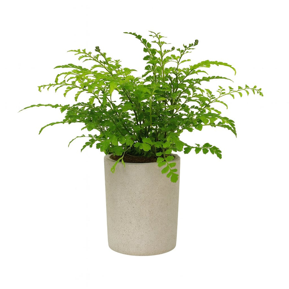 Asplenium Parvati - 35cm im Ø12cm Topf in einem modernen Studio