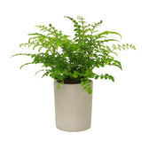 Asplenium Parvati - 35cm im Ø12cm Topf in einem modernen Studio