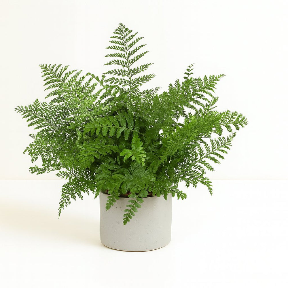 Asplenium Parvati - 55cm im Ø23cm Topf in einem modernen Studio