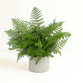 Asplenium Parvati - 55cm im Ø23cm Topf in einem modernen Studio