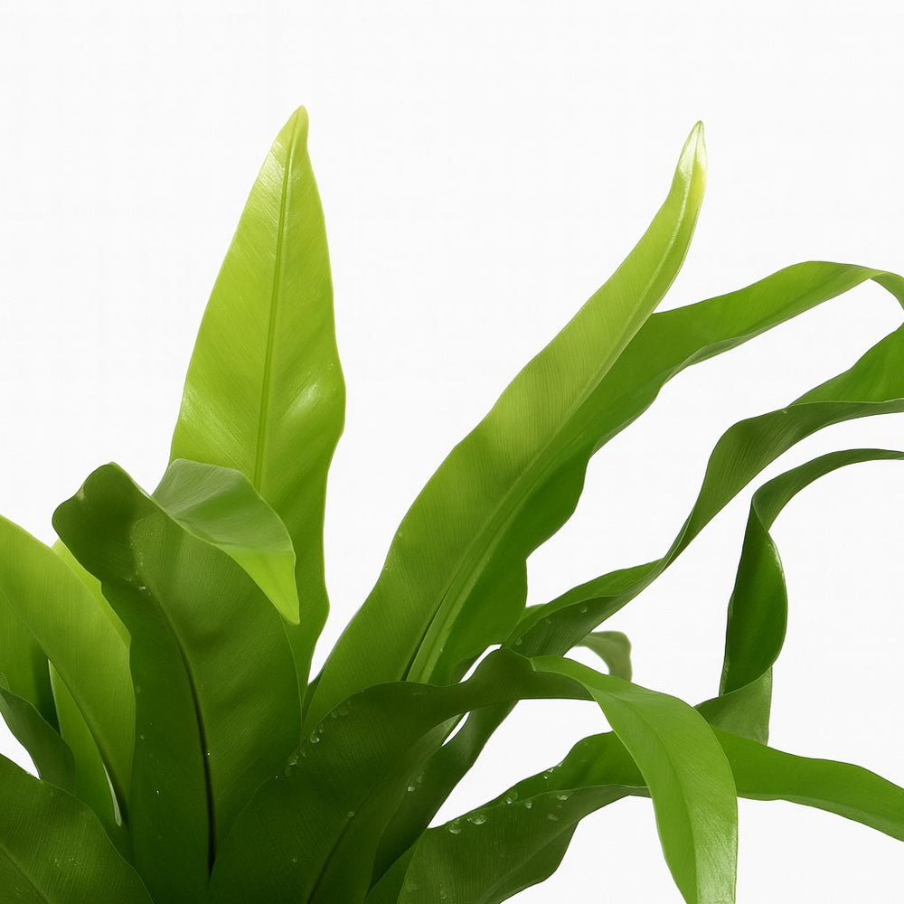 Asplenium Antiquum 25cm im Ø12cm Topf Nahaufnahme