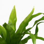 Asplenium Antiquum 25cm im Ø12cm Topf Nahaufnahme