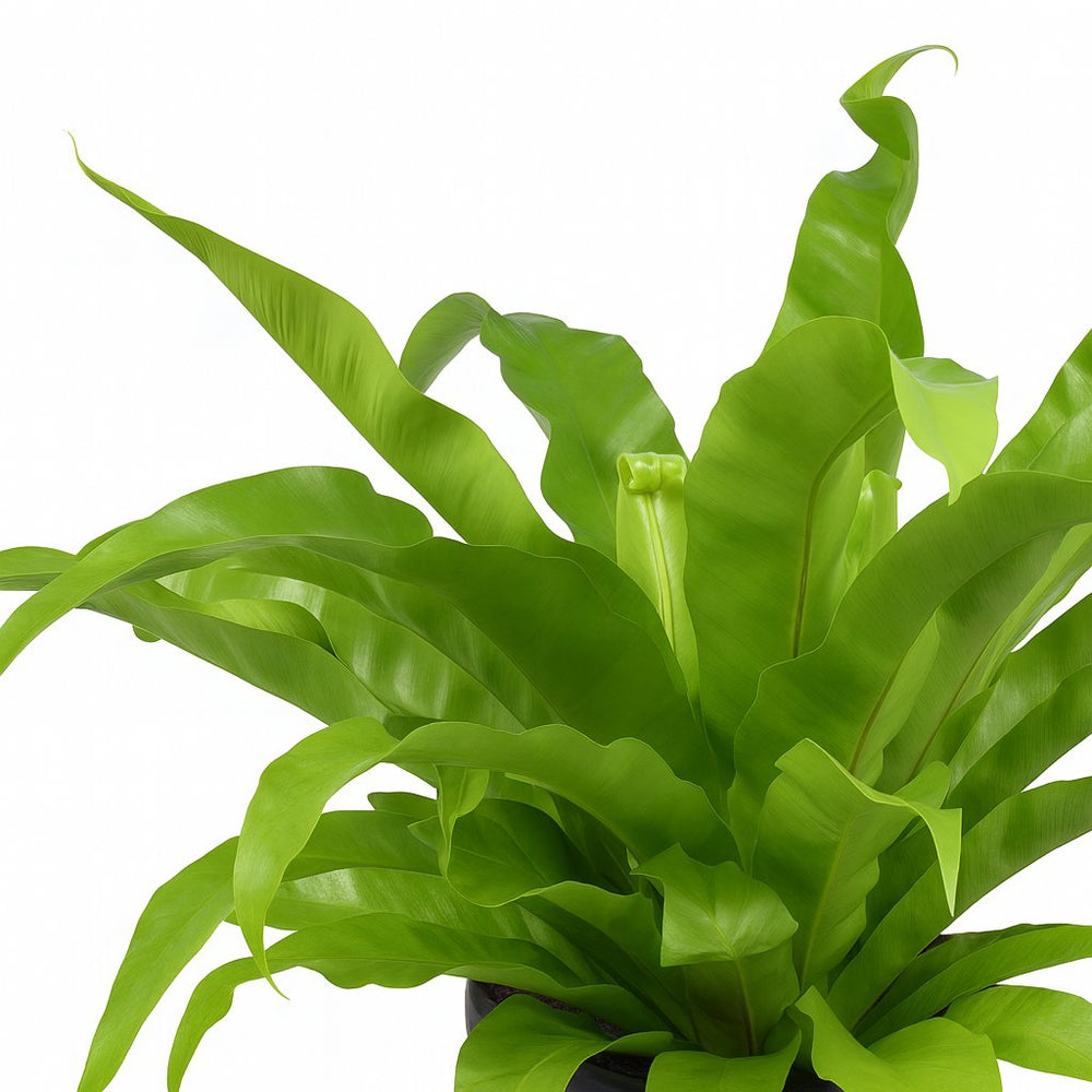 Asplenium Antiquum 45cm im Ø17cm Topf Nahaufnahme
