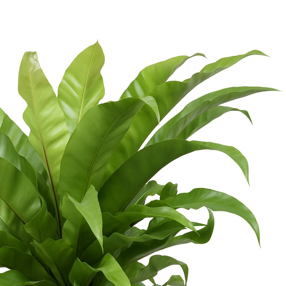 Asplenium Antiquum 60cm im Ø23cm Topf Nahaufnahme