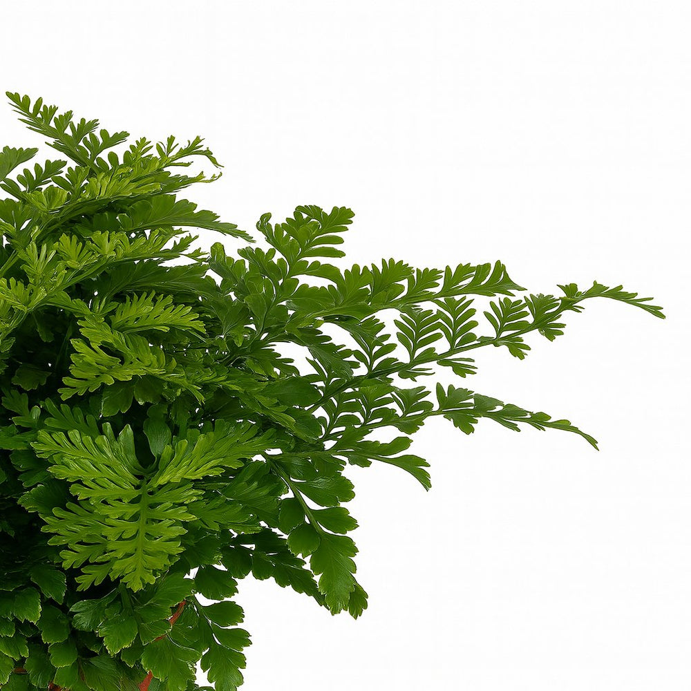 Asplenium Parvati - 25cm, Nahaufnahme der gewellten grünen Wedel