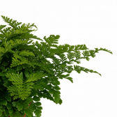 Asplenium Parvati - 25cm, Nahaufnahme der gewellten grünen Wedel