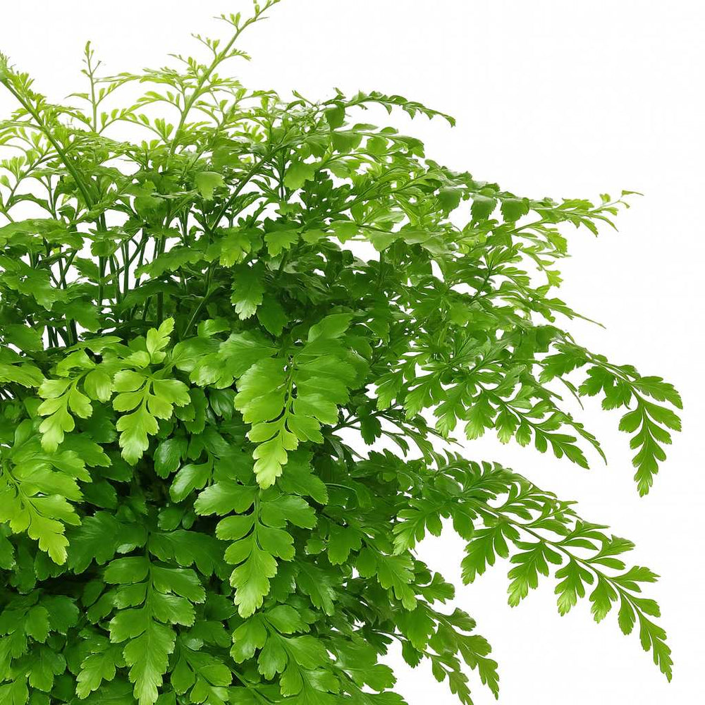 Asplenium Parvati - 30cm, Nahaufnahme der glänzenden Farnblätter