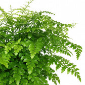 Asplenium Parvati - 30cm, Nahaufnahme der glänzenden Farnblätter