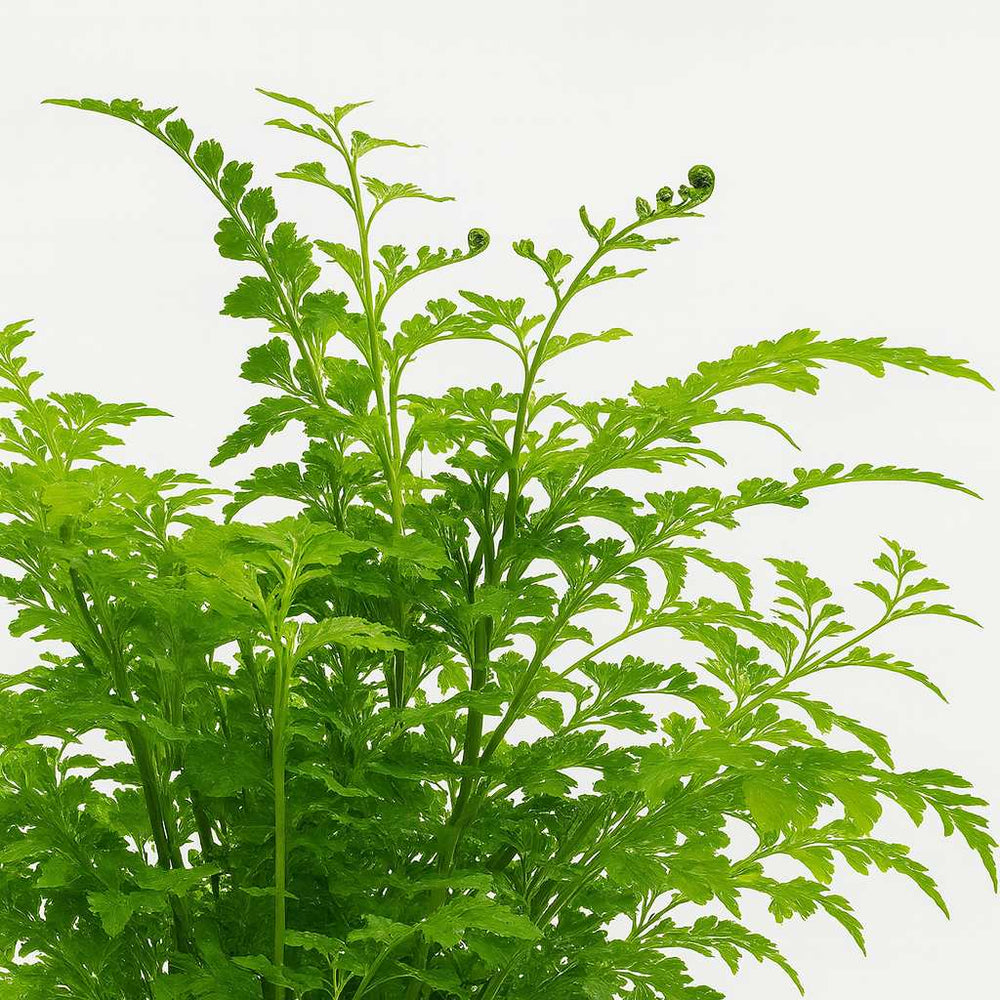 Asplenium Parvati - 35cm, Nahaufnahme der gekräuselten Blattränder